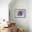 Lavender Bloom-Tracey Telik-Framed Art Print displayed on a wall