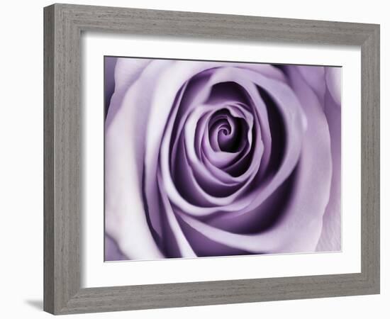 Lavender Bloom-Tracey Telik-Framed Art Print