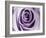 Lavender Bloom-Tracey Telik-Framed Art Print