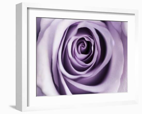 Lavender Bloom-Tracey Telik-Framed Art Print