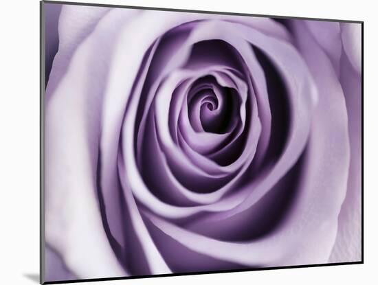 Lavender Bloom-Tracey Telik-Mounted Art Print