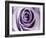 Lavender Bloom-Tracey Telik-Framed Art Print