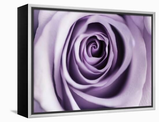 Lavender Bloom-Tracey Telik-Framed Stretched Canvas