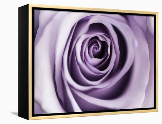 Lavender Bloom-Tracey Telik-Framed Stretched Canvas