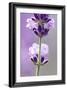 Lavender Blossoms, Close Up-Herbert Kehrer-Framed Photographic Print