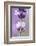 Lavender Blossoms, Close Up-Herbert Kehrer-Framed Photographic Print