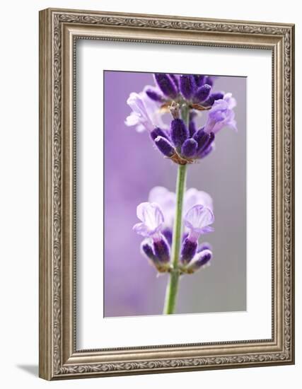 Lavender Blossoms, Close Up-Herbert Kehrer-Framed Photographic Print