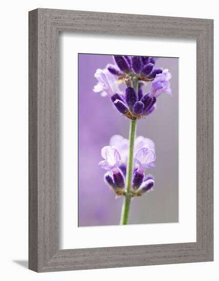 Lavender Blossoms, Close Up-Herbert Kehrer-Framed Photographic Print