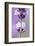 Lavender Blossoms, Close Up-Herbert Kehrer-Framed Photographic Print