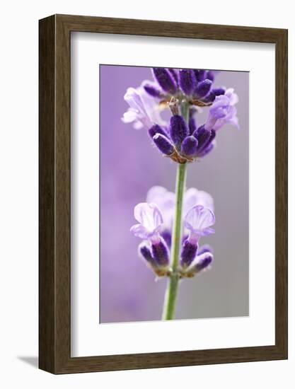 Lavender Blossoms, Close Up-Herbert Kehrer-Framed Photographic Print