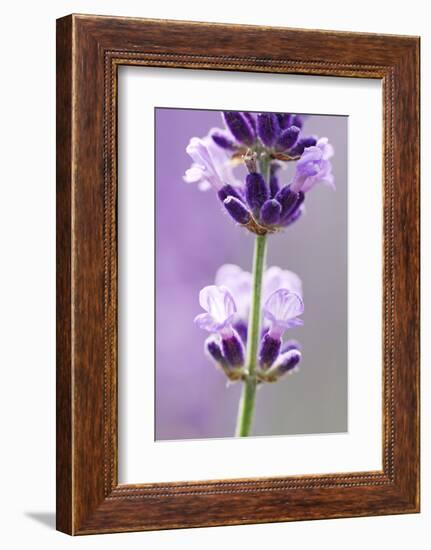 Lavender Blossoms, Close Up-Herbert Kehrer-Framed Photographic Print