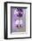 Lavender Blossoms, Close Up-Herbert Kehrer-Framed Photographic Print