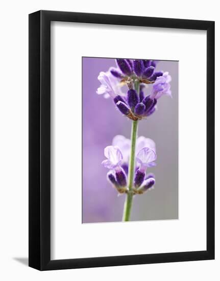 Lavender Blossoms, Close Up-Herbert Kehrer-Framed Photographic Print