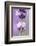 Lavender Blossoms, Close Up-Herbert Kehrer-Framed Photographic Print