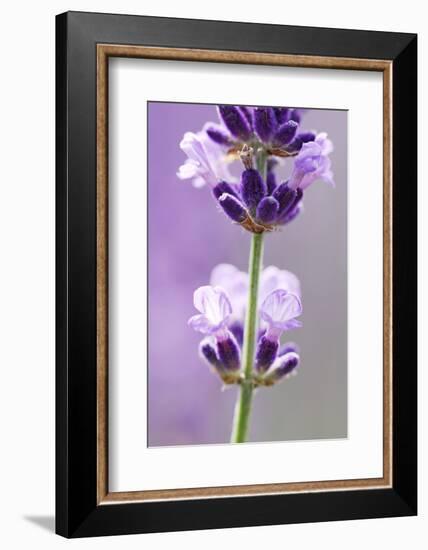 Lavender Blossoms, Close Up-Herbert Kehrer-Framed Photographic Print