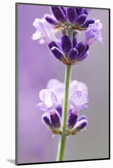 Lavender Blossoms, Close Up-Herbert Kehrer-Mounted Photographic Print
