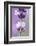 Lavender Blossoms, Close Up-Herbert Kehrer-Framed Photographic Print