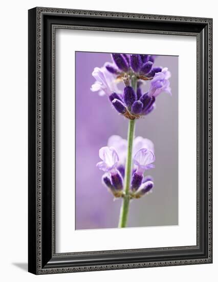 Lavender Blossoms, Close Up-Herbert Kehrer-Framed Photographic Print