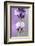 Lavender Blossoms, Close Up-Herbert Kehrer-Framed Photographic Print