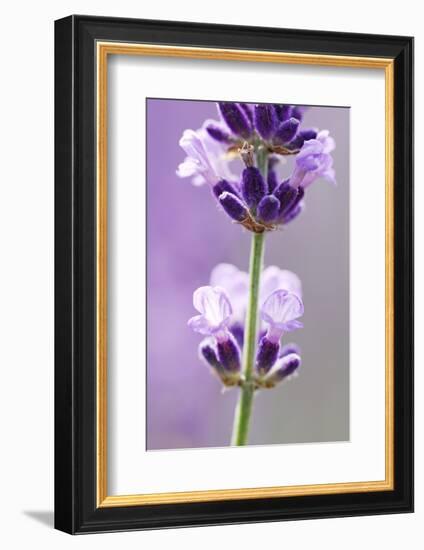 Lavender Blossoms, Close Up-Herbert Kehrer-Framed Photographic Print