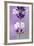 Lavender Blossoms, Close Up-Herbert Kehrer-Framed Photographic Print