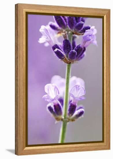 Lavender Blossoms, Close Up-Herbert Kehrer-Framed Premier Image Canvas