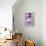 Lavender Blossoms, Close Up-Herbert Kehrer-Framed Premier Image Canvas displayed on a wall