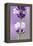 Lavender Blossoms, Close Up-Herbert Kehrer-Framed Premier Image Canvas