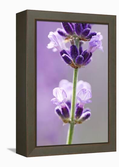 Lavender Blossoms, Close Up-Herbert Kehrer-Framed Premier Image Canvas