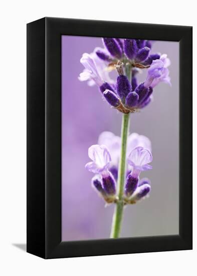 Lavender Blossoms, Close Up-Herbert Kehrer-Framed Premier Image Canvas