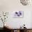 Lavender, Blossoms, Envelope, Four-Leafed Clover, Candles-Andrea Haase-Photographic Print displayed on a wall