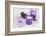 Lavender, Blossoms, Envelope, Four-Leafed Clover, Candles-Andrea Haase-Framed Photographic Print