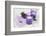 Lavender, Blossoms, Envelope, Four-Leafed Clover, Candles-Andrea Haase-Framed Photographic Print