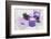 Lavender, Blossoms, Envelope, Four-Leafed Clover, Candles-Andrea Haase-Framed Photographic Print