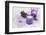 Lavender, Blossoms, Envelope, Four-Leafed Clover, Candles-Andrea Haase-Framed Photographic Print