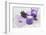 Lavender, Blossoms, Envelope, Four-Leafed Clover, Candles-Andrea Haase-Framed Photographic Print