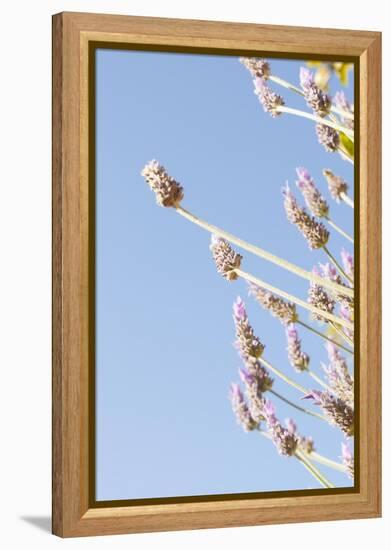 Lavender Blossoms, Lavandula Angustifolia, Syn. Lavandula Officinalis-Alexander Georgiadis-Framed Premier Image Canvas
