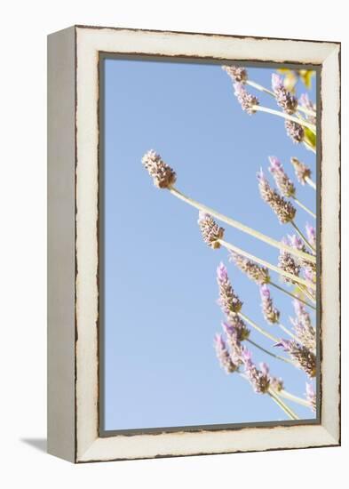 Lavender Blossoms, Lavandula Angustifolia, Syn. Lavandula Officinalis-Alexander Georgiadis-Framed Premier Image Canvas