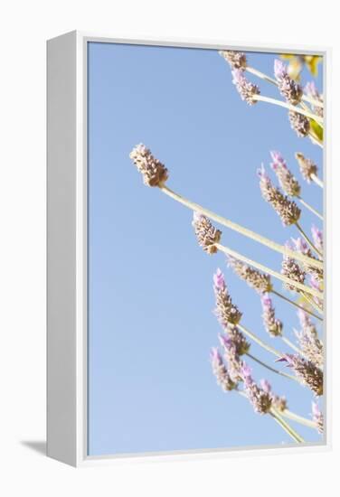 Lavender Blossoms, Lavandula Angustifolia, Syn. Lavandula Officinalis-Alexander Georgiadis-Framed Premier Image Canvas