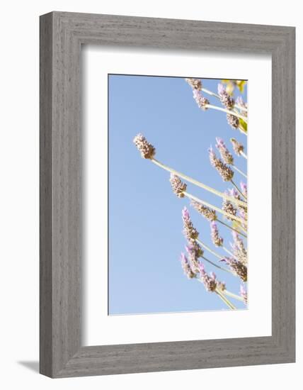 Lavender Blossoms, Lavandula Angustifolia, Syn. Lavandula Officinalis-Alexander Georgiadis-Framed Photographic Print