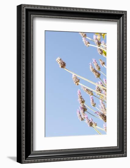 Lavender Blossoms, Lavandula Angustifolia, Syn. Lavandula Officinalis-Alexander Georgiadis-Framed Photographic Print