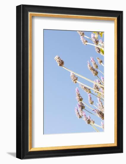 Lavender Blossoms, Lavandula Angustifolia, Syn. Lavandula Officinalis-Alexander Georgiadis-Framed Photographic Print