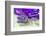 Lavender, Blossoms, Smell, Bottle, Close-Up-Andrea Haase-Framed Photographic Print