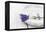 Lavender, Blossoms, Smell, Bunch, Bowl-Andrea Haase-Framed Premier Image Canvas