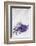 Lavender, Blossoms, Smell, Bunch, Wood-Andrea Haase-Framed Photographic Print