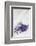 Lavender, Blossoms, Smell, Bunch, Wood-Andrea Haase-Framed Photographic Print