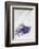 Lavender, Blossoms, Smell, Bunch, Wood-Andrea Haase-Framed Photographic Print