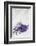 Lavender, Blossoms, Smell, Bunch, Wood-Andrea Haase-Framed Photographic Print