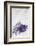 Lavender, Blossoms, Smell, Bunch, Wood-Andrea Haase-Framed Photographic Print