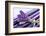 Lavender, Blossoms, Smell, Bunch-Andrea Haase-Framed Photographic Print